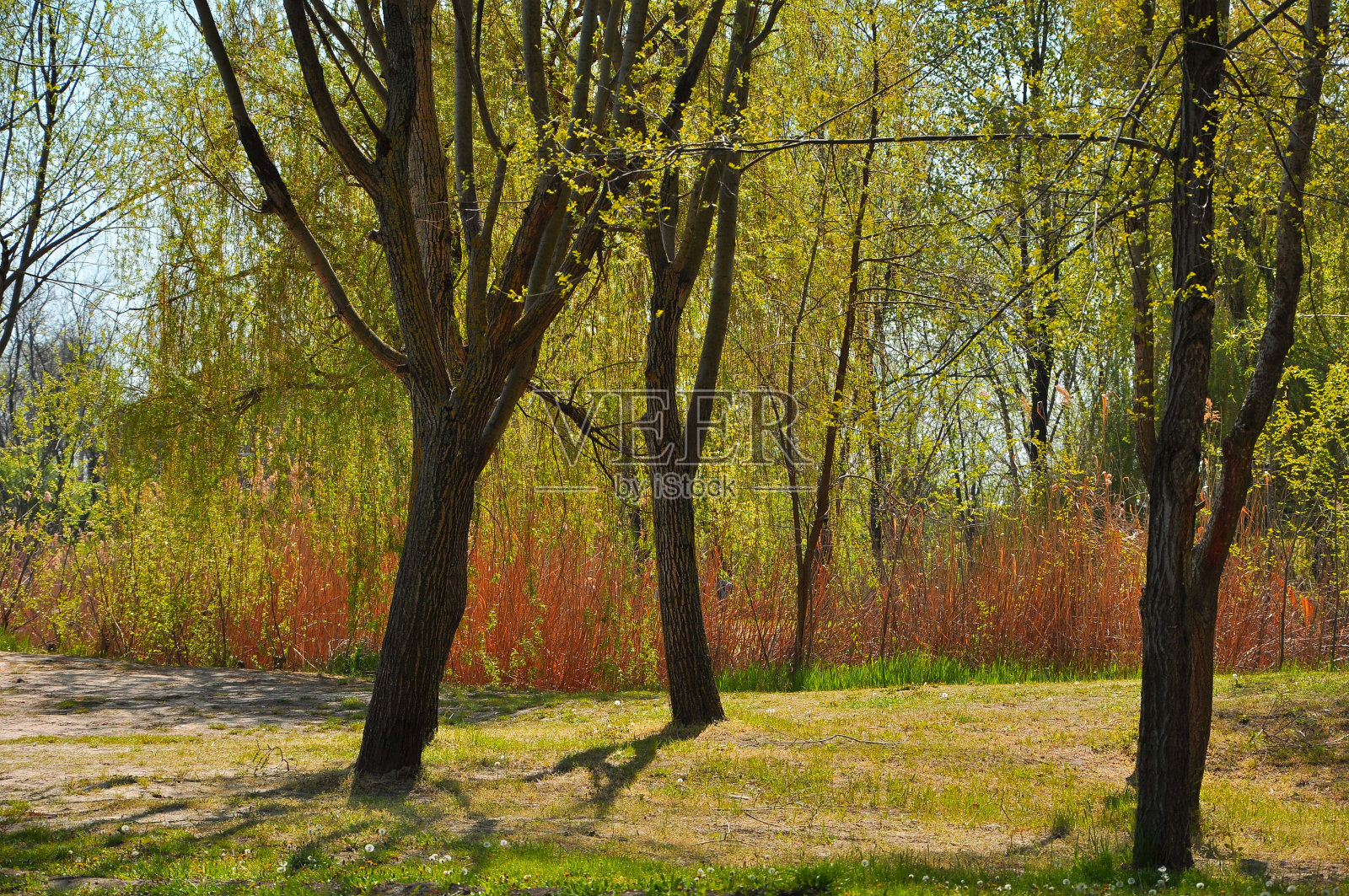 森林的美丽照片摄影图片