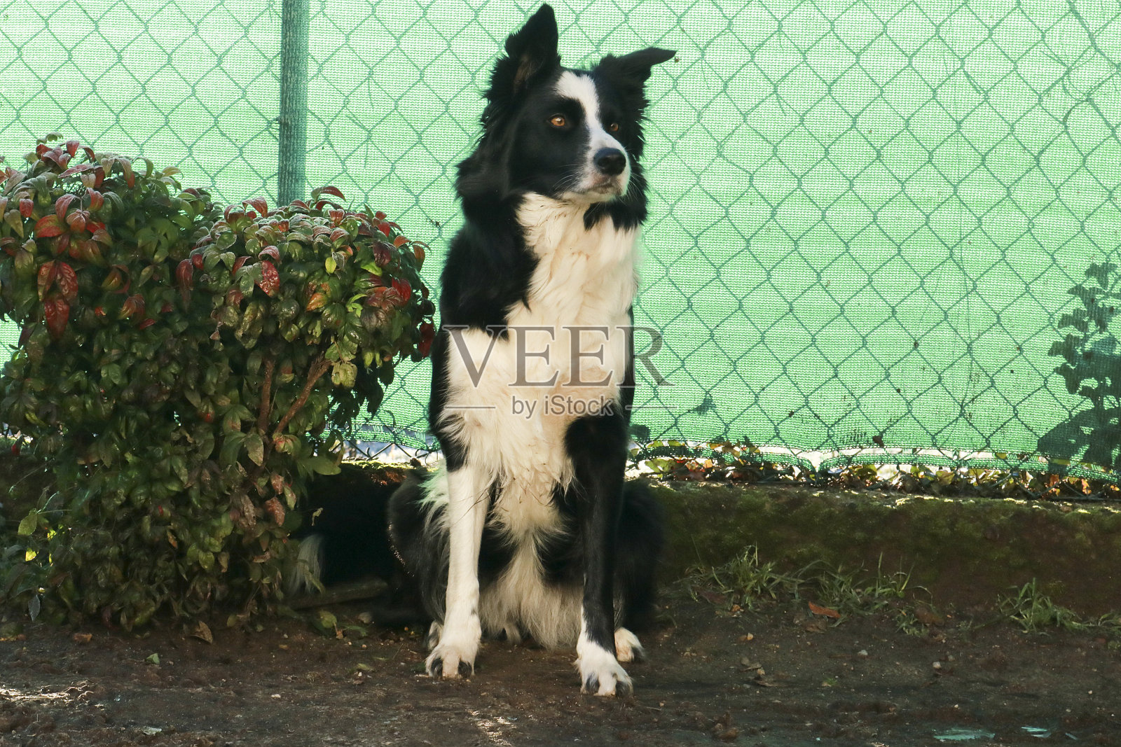博德牧羊犬坐在花园里照片摄影图片