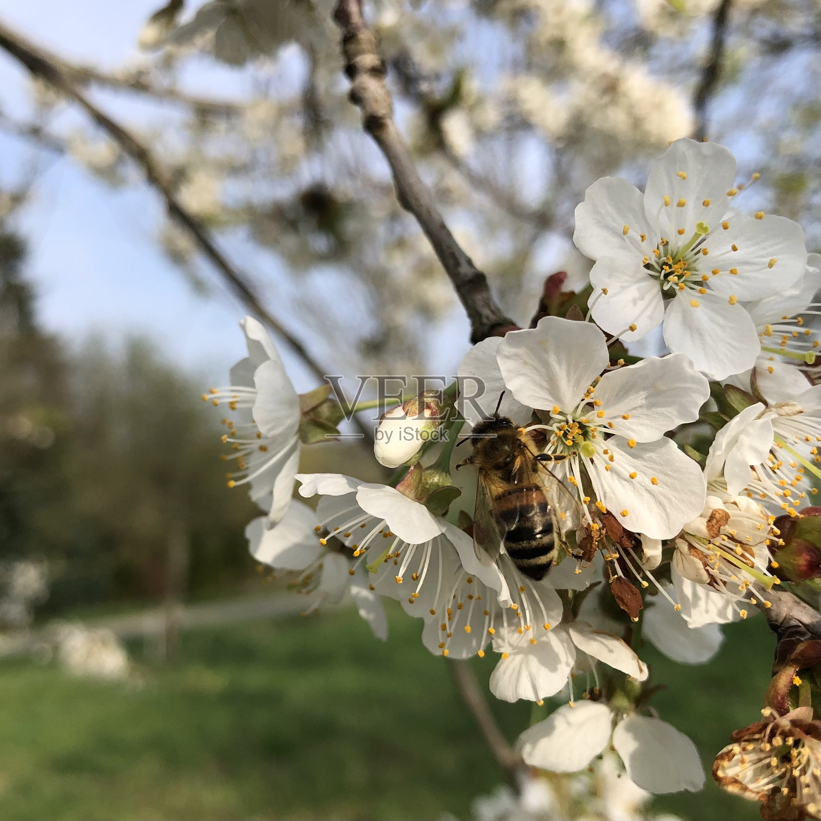 忙碌的蜜蜂在花上工作照片摄影图片