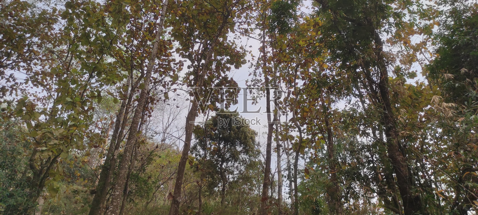 大吉岭地区喜马拉雅森林照片摄影图片