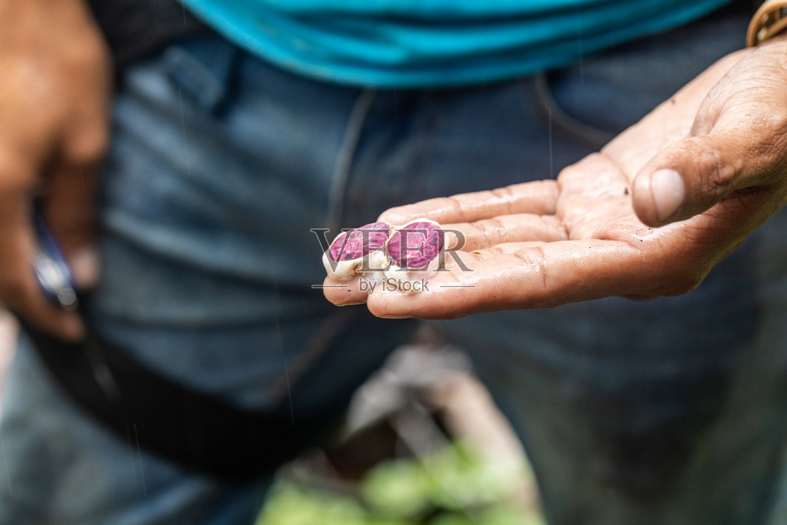 种植者展示了一颗被切成两半的可可种子照片摄影图片