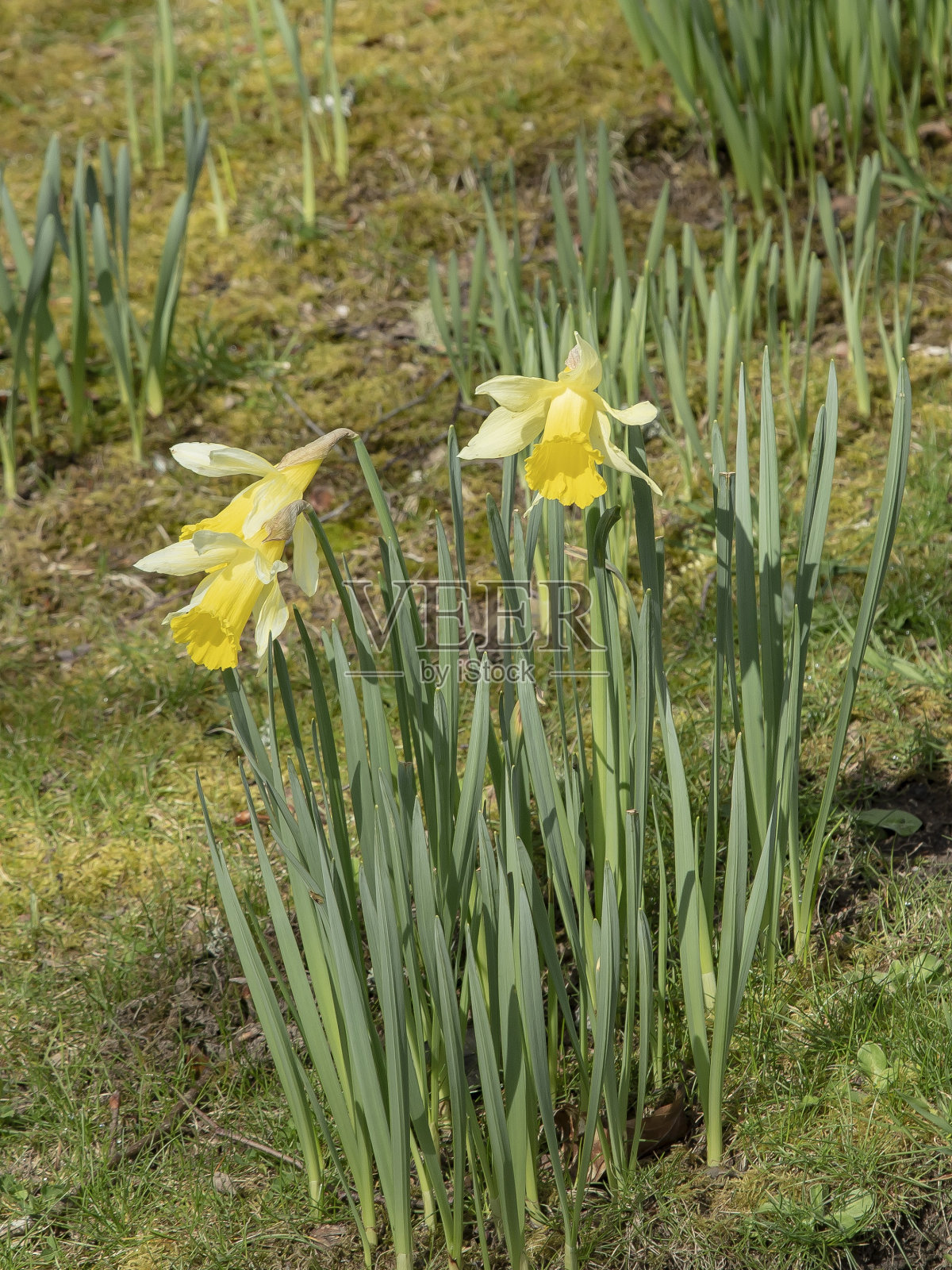 河畔的水仙花。照片摄影图片