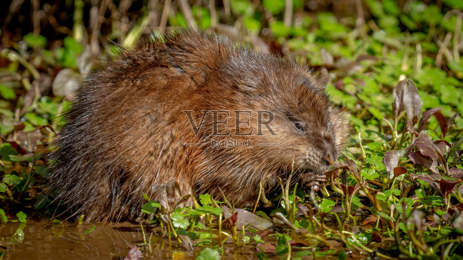 麝鼠在池塘里吃植物照片摄影图片