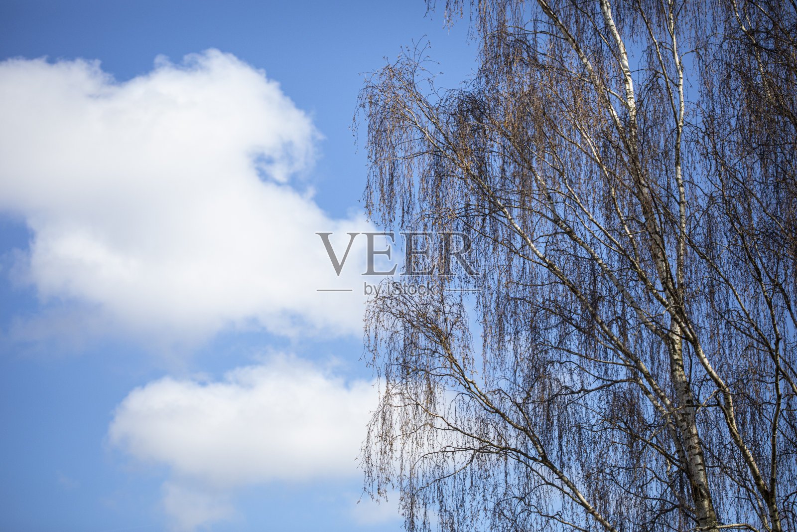 蓝天下的桦树照片摄影图片