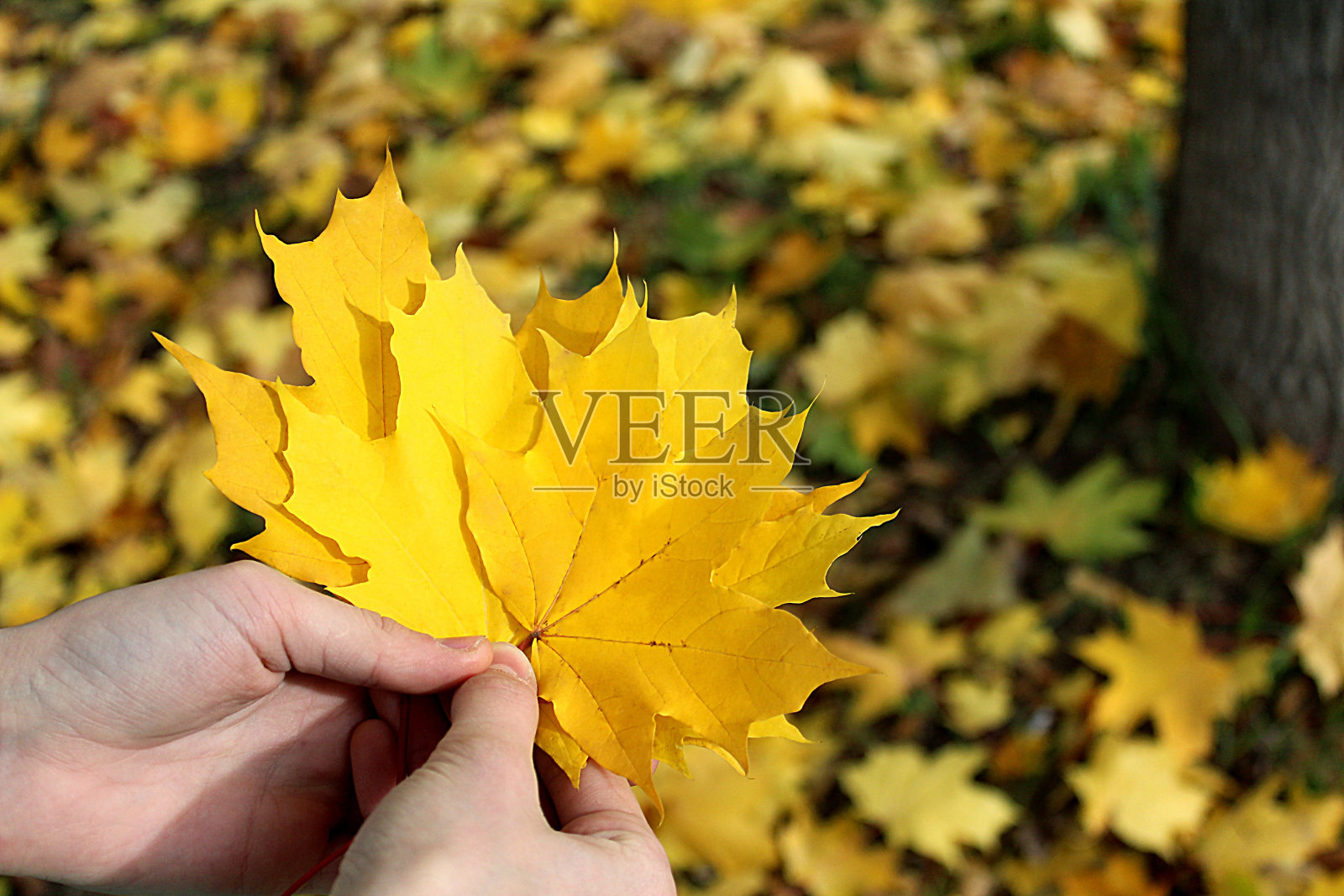女人手里捧着一束黄色的枫叶。照片摄影图片