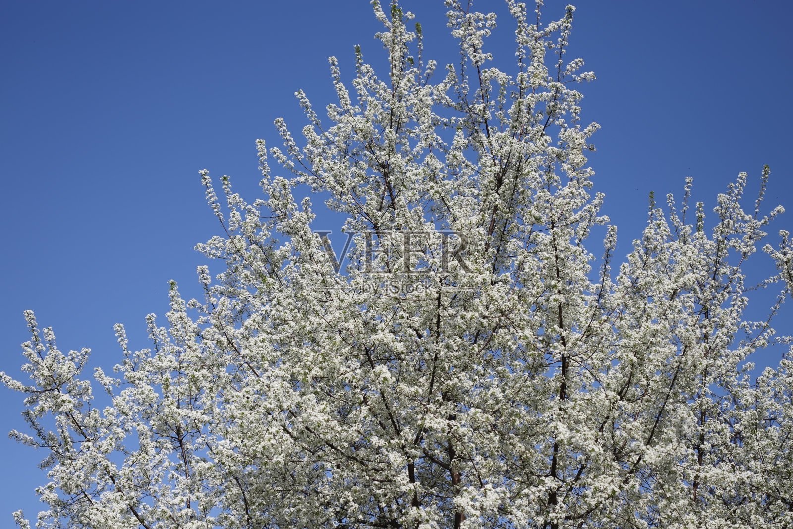 春暖花开，樱花绽放照片摄影图片