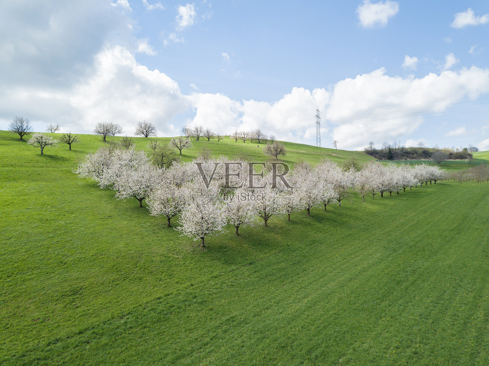 鸟瞰盛开的樱桃树的果园花园照片摄影图片
