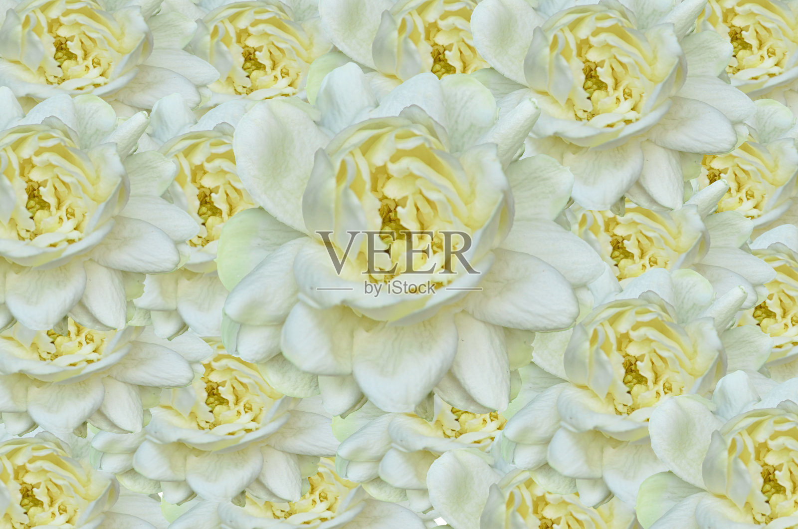 花园里美丽的白色茉莉照片摄影图片