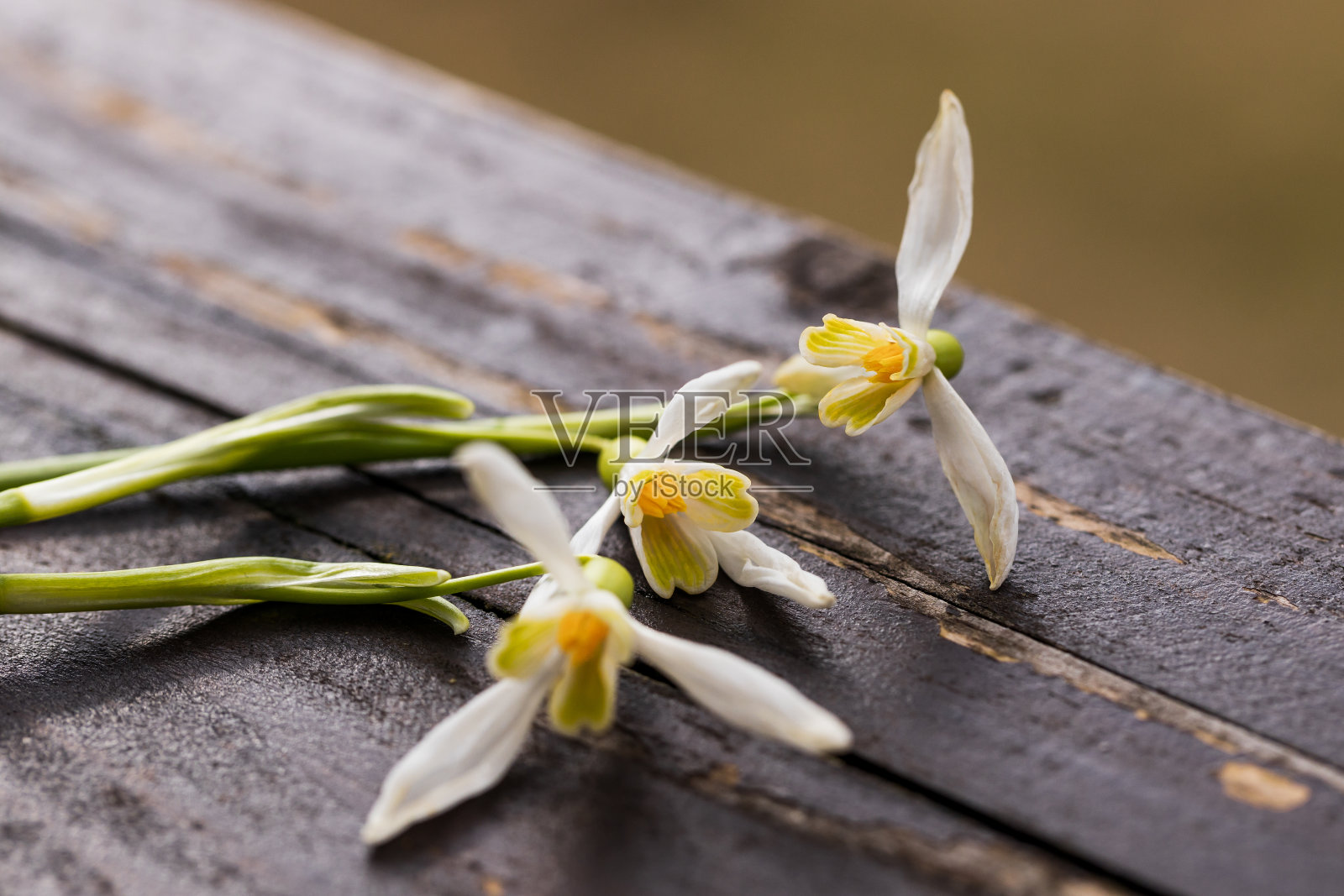 三朵白色喀尔巴阡雪花花在木制背景上。春天浪漫贺卡照片摄影图片