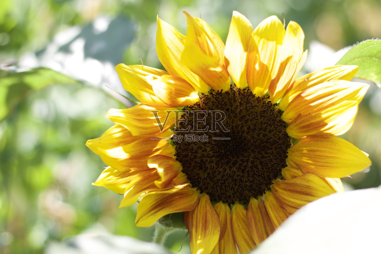 明亮的向日葵照片摄影图片