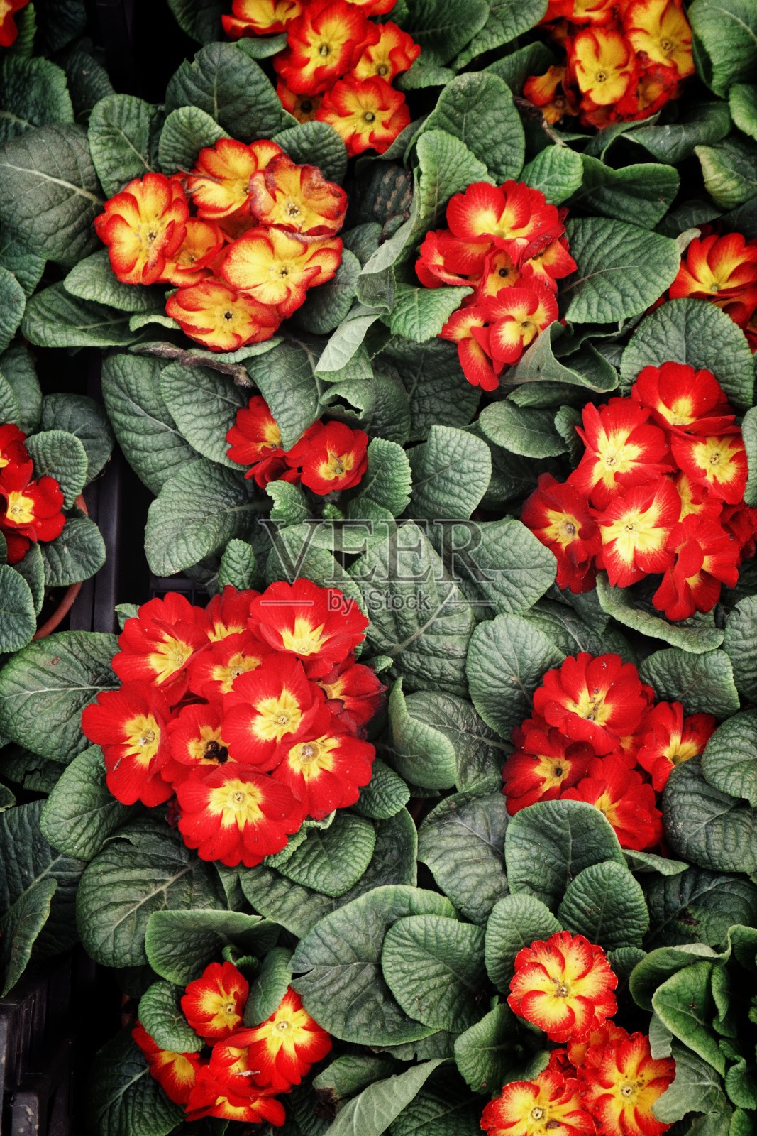 花照片摄影图片