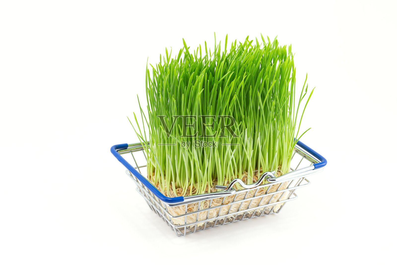 绿色的草在购物篮里。生食主义者和素食主义者的购买概念。发芽小麦的超级食物。照片摄影图片