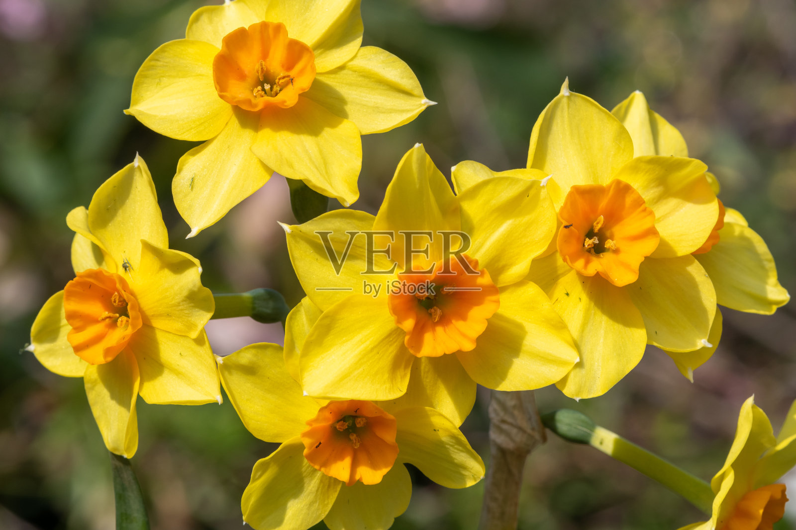 水仙花(水仙)照片摄影图片