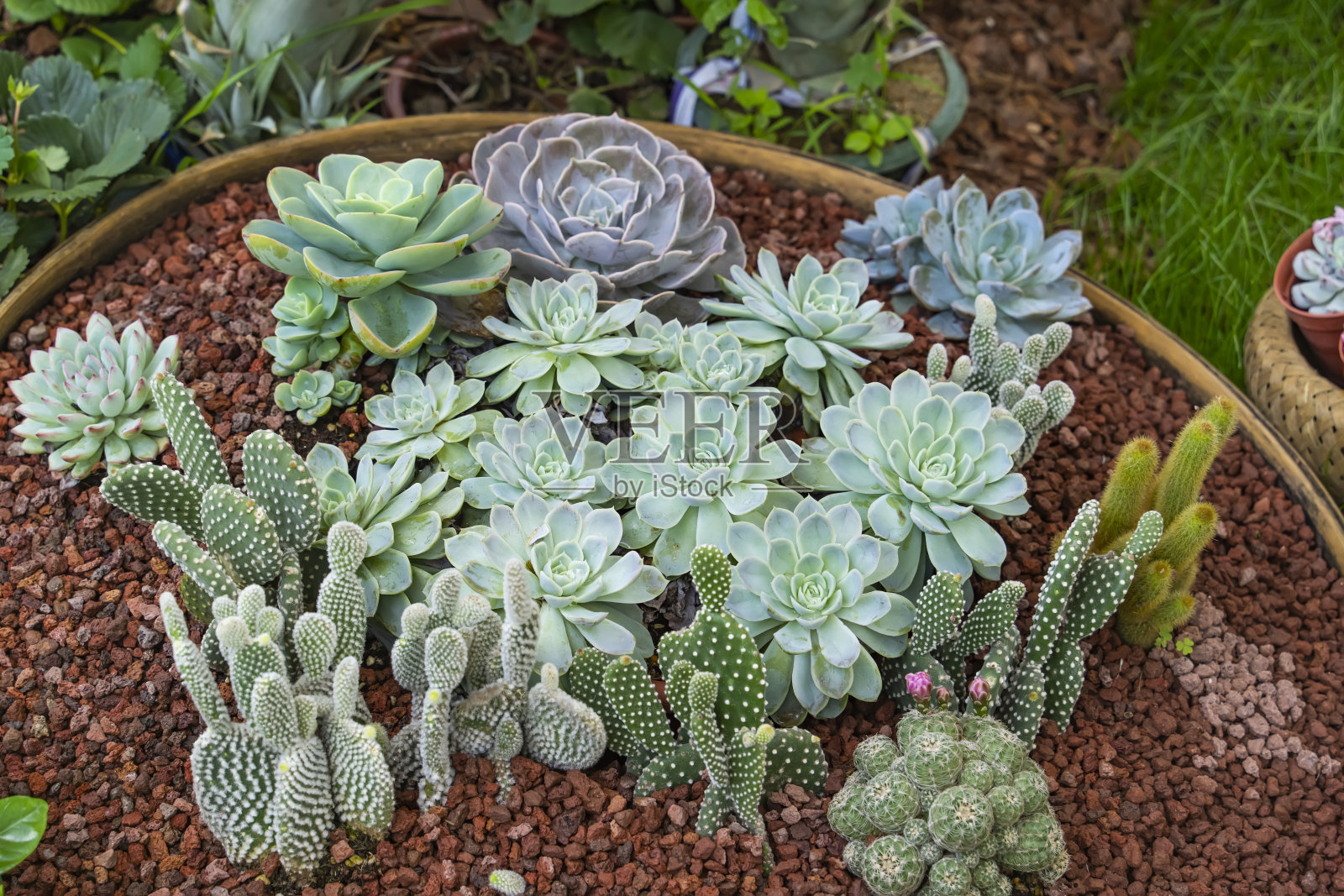 小型多肉植物照片摄影图片