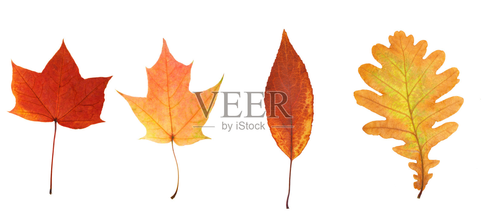 收集美丽的秋叶孤立在白色的背景照片摄影图片