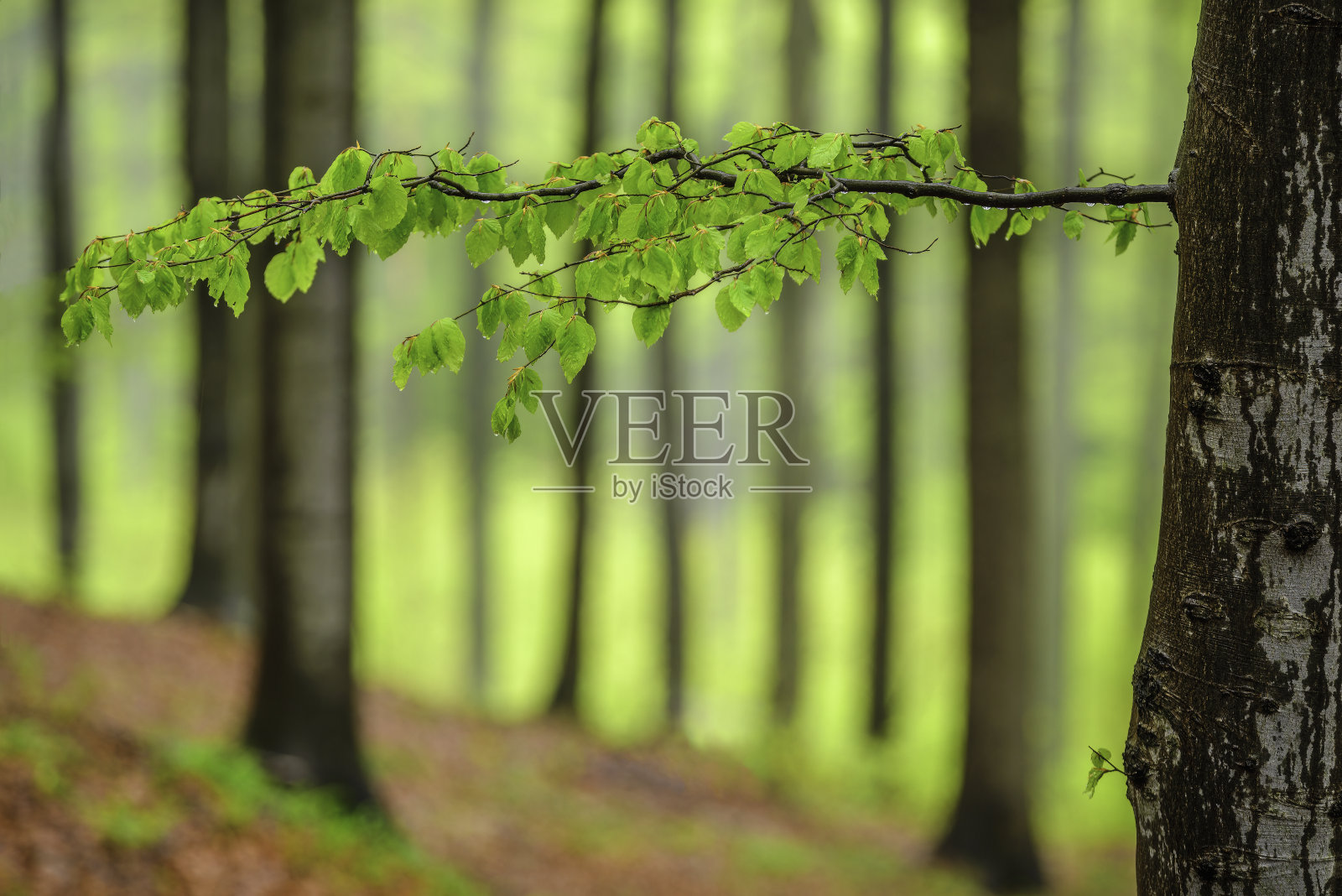 春山毛榉枝照片摄影图片