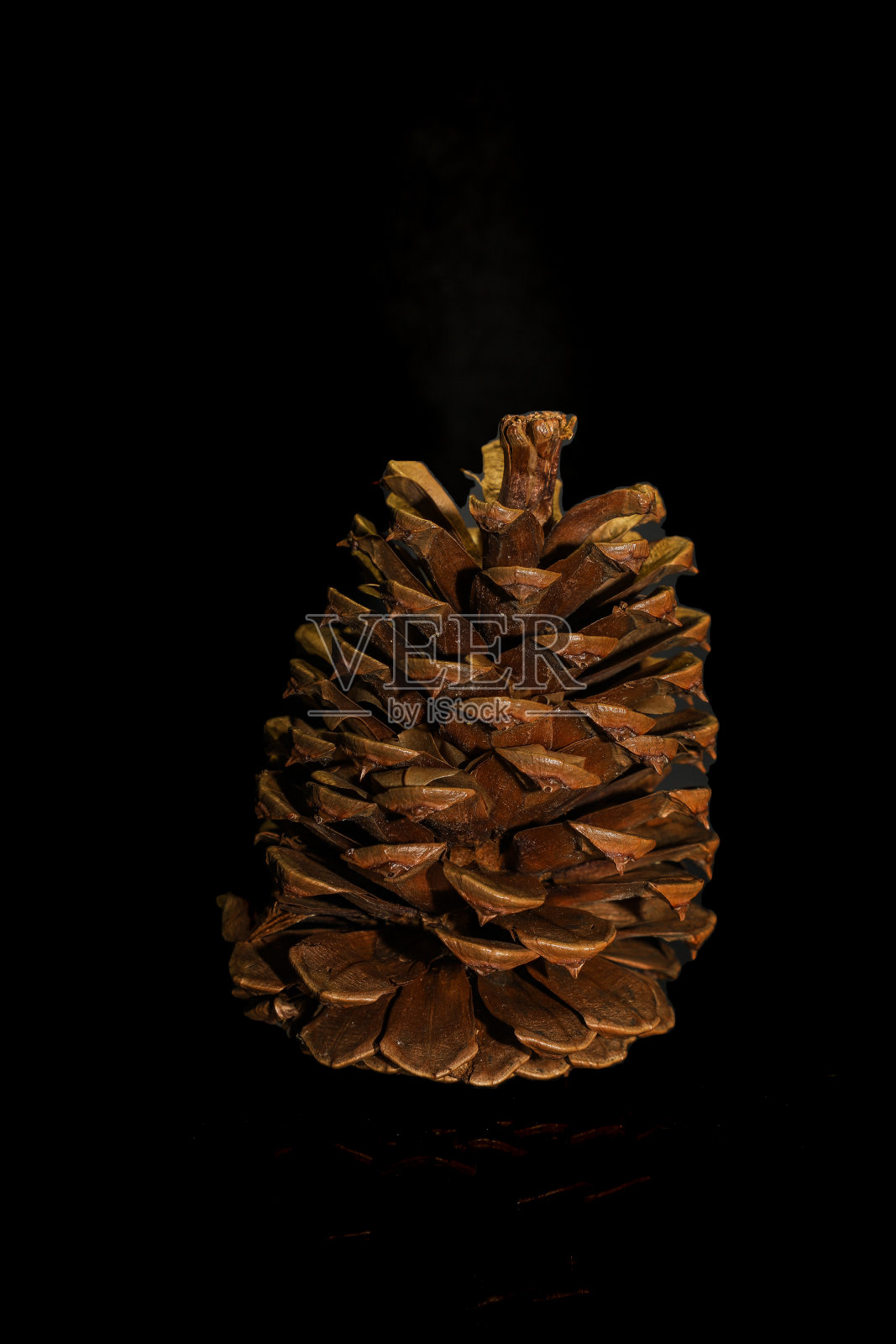 松果照片摄影图片