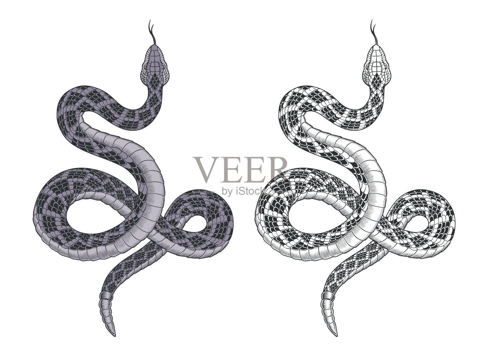 蛇的攻击。响尾蛇纹身孤立在白色矢量插图。设计元素图片