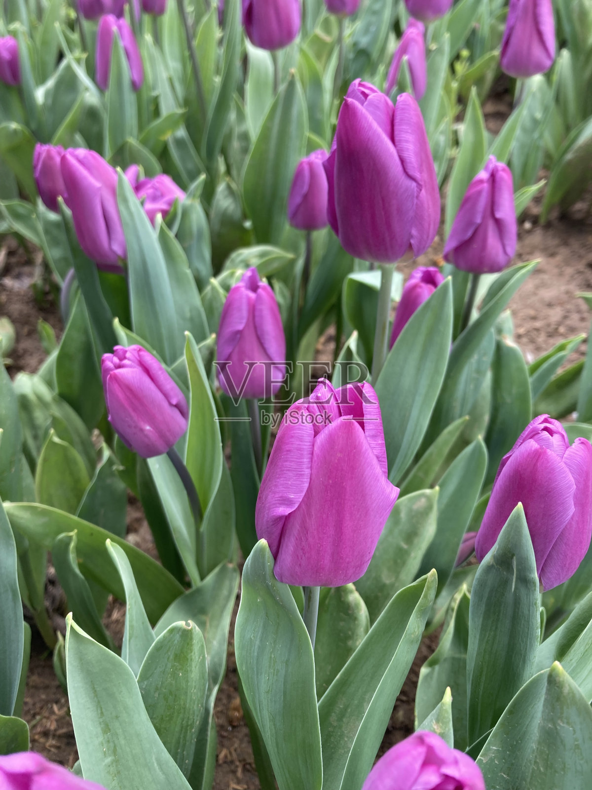 彩色郁金香的特写镜头照片摄影图片