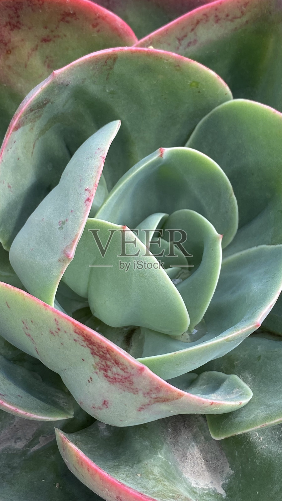 花朵接近自然颜色照片摄影图片