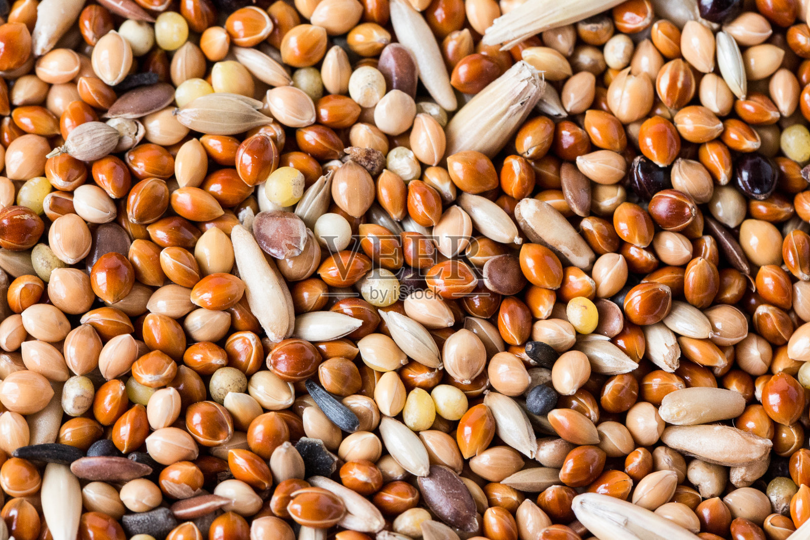 鹦鹉的食物。每天给鸟吃的食物。谷物的种子。金丝雀的种子。抽象的背景照片摄影图片