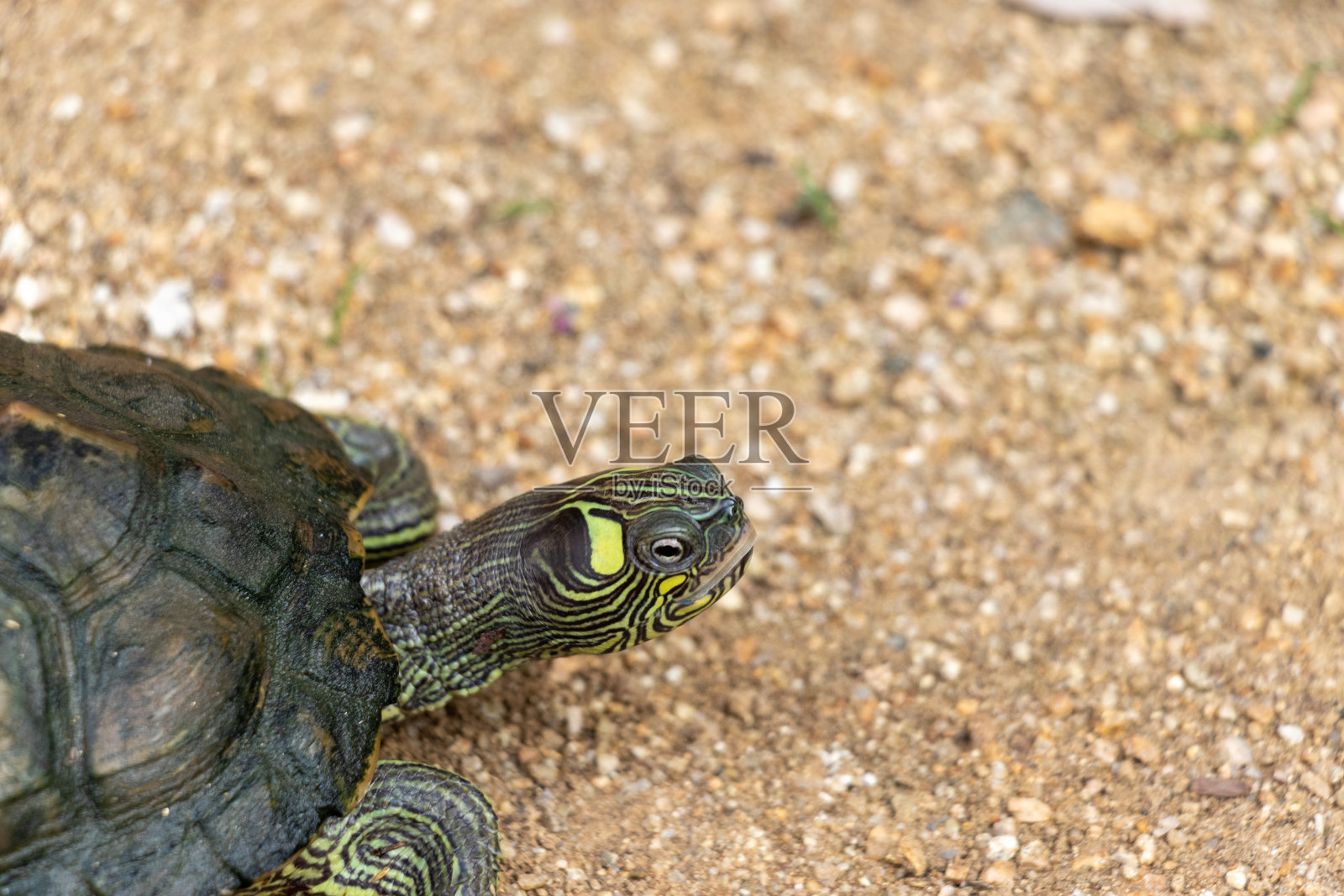 特写一只在地上行走的乌龟的头部照片摄影图片