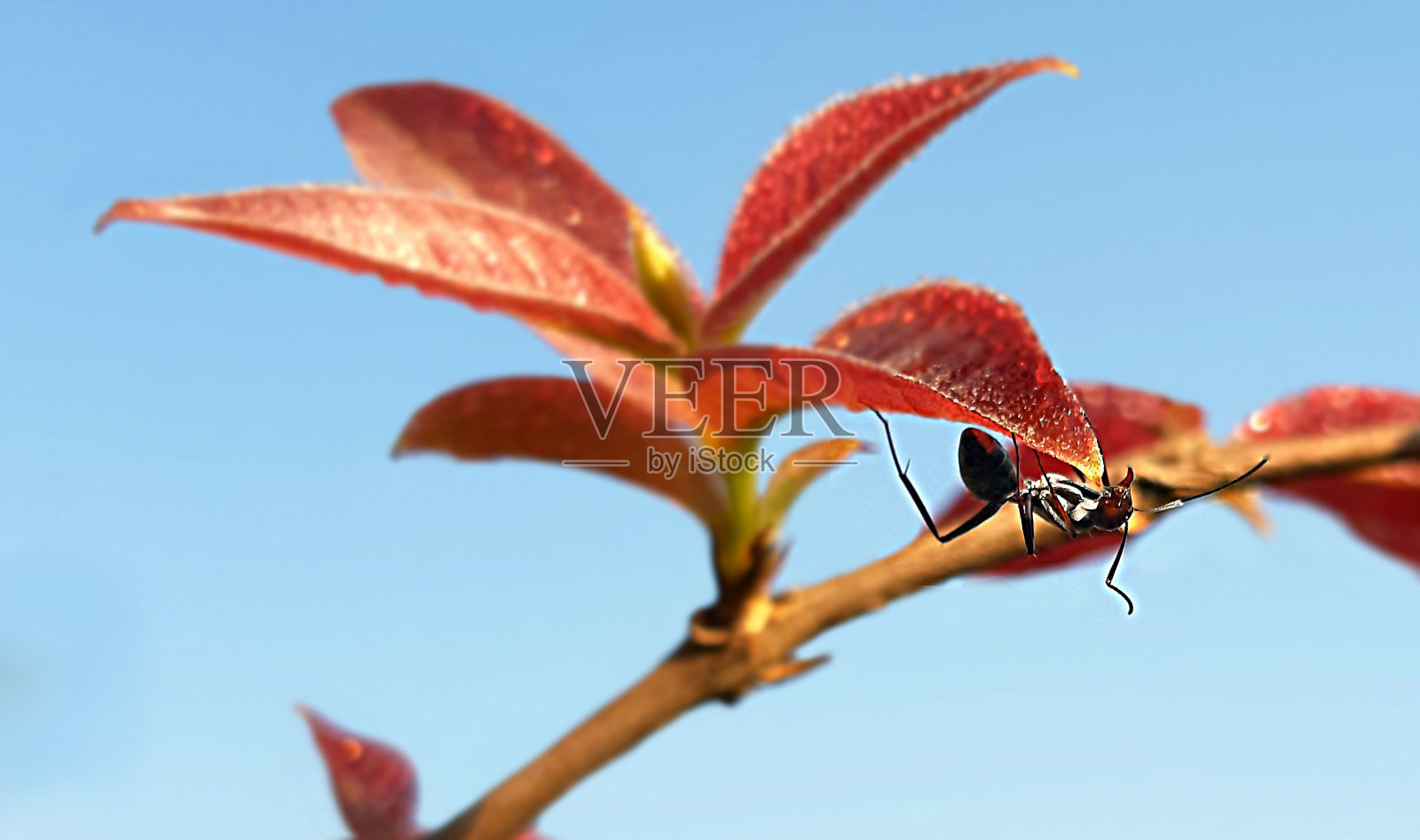 木匠蚂蚁照片摄影图片