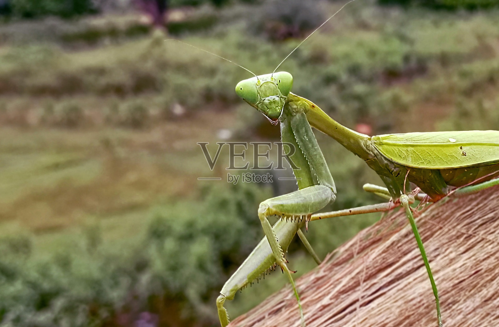 螳螂照片摄影图片