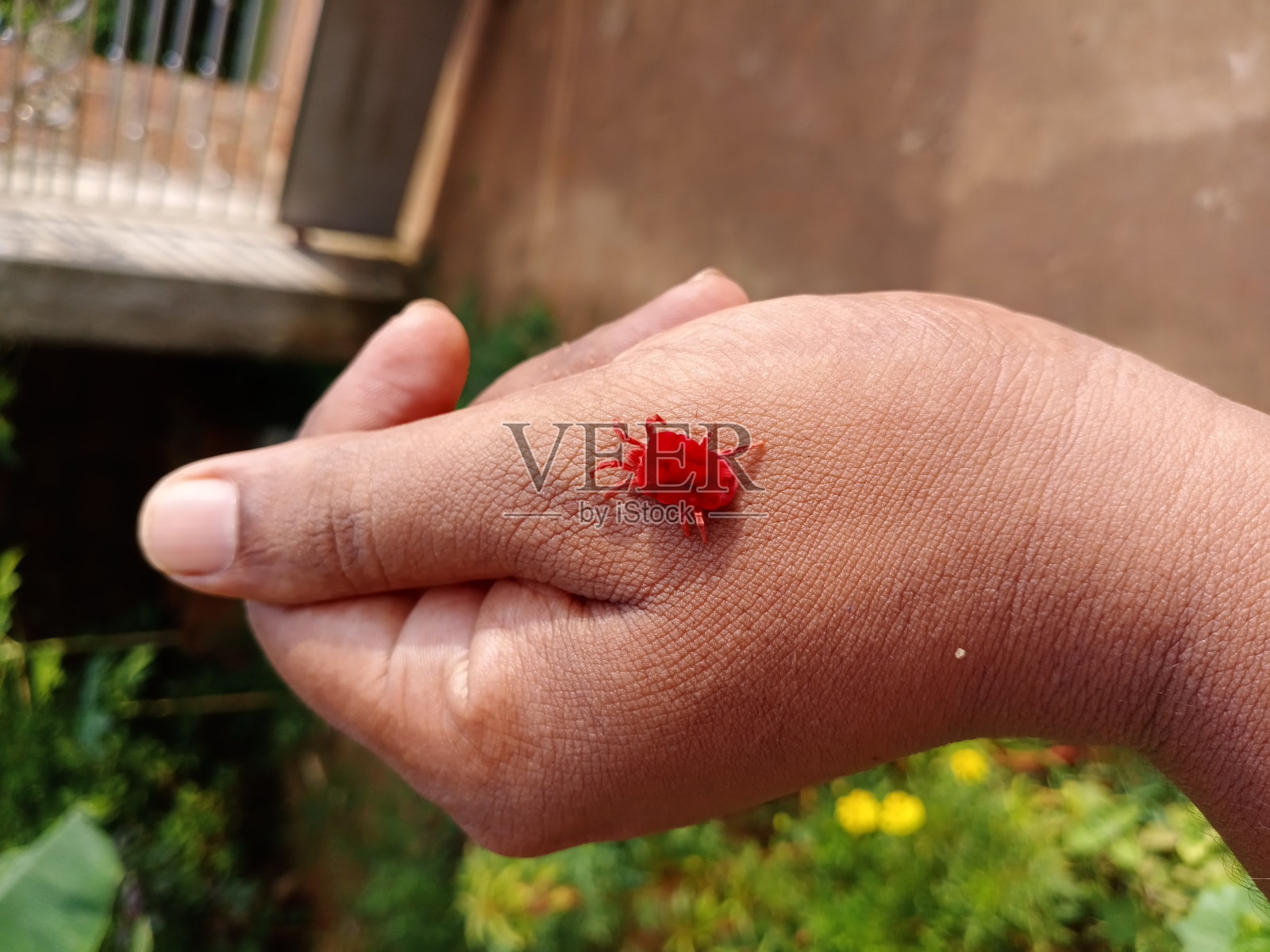 红螨。照片摄影图片