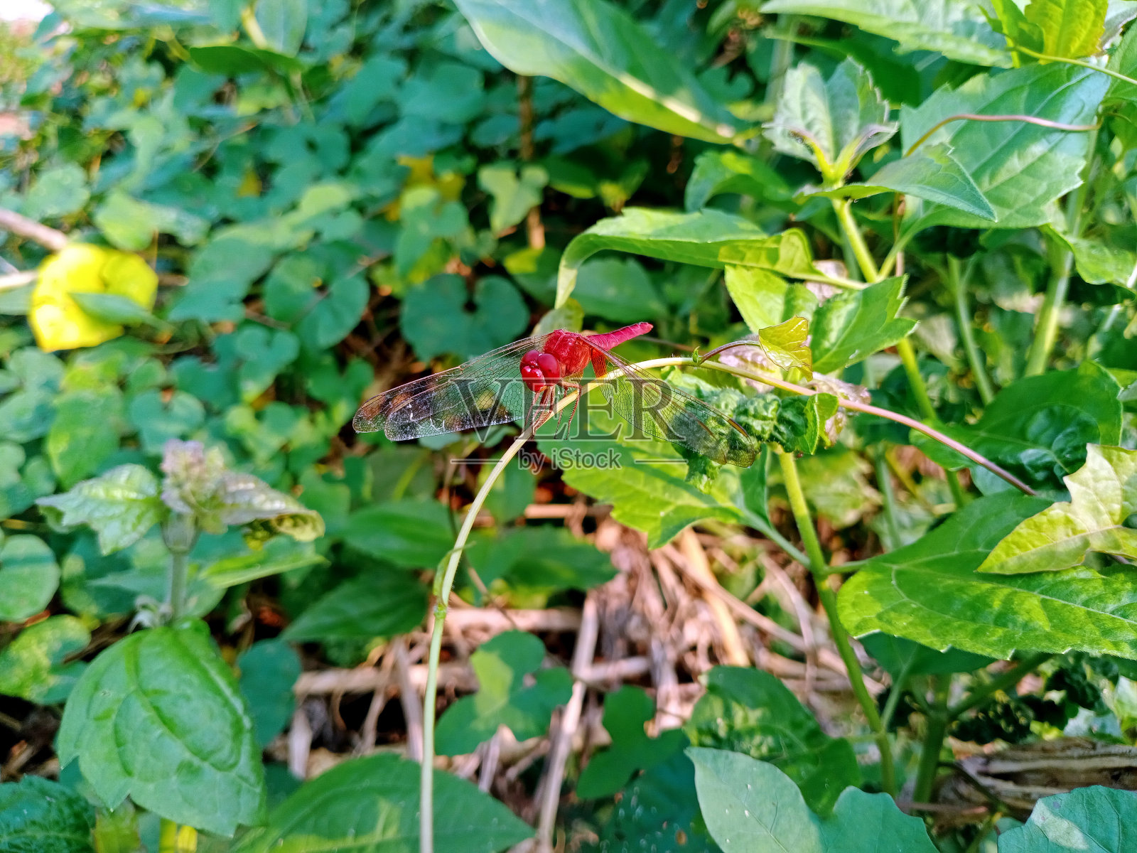 红龙飞照片摄影图片