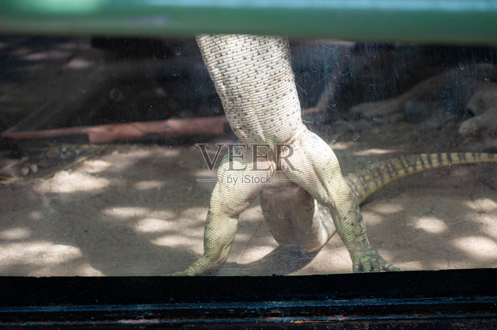 大蜥蜴的腿照片摄影图片