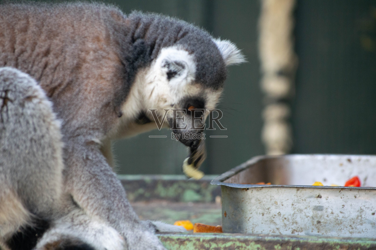 狐猴把食物照片摄影图片