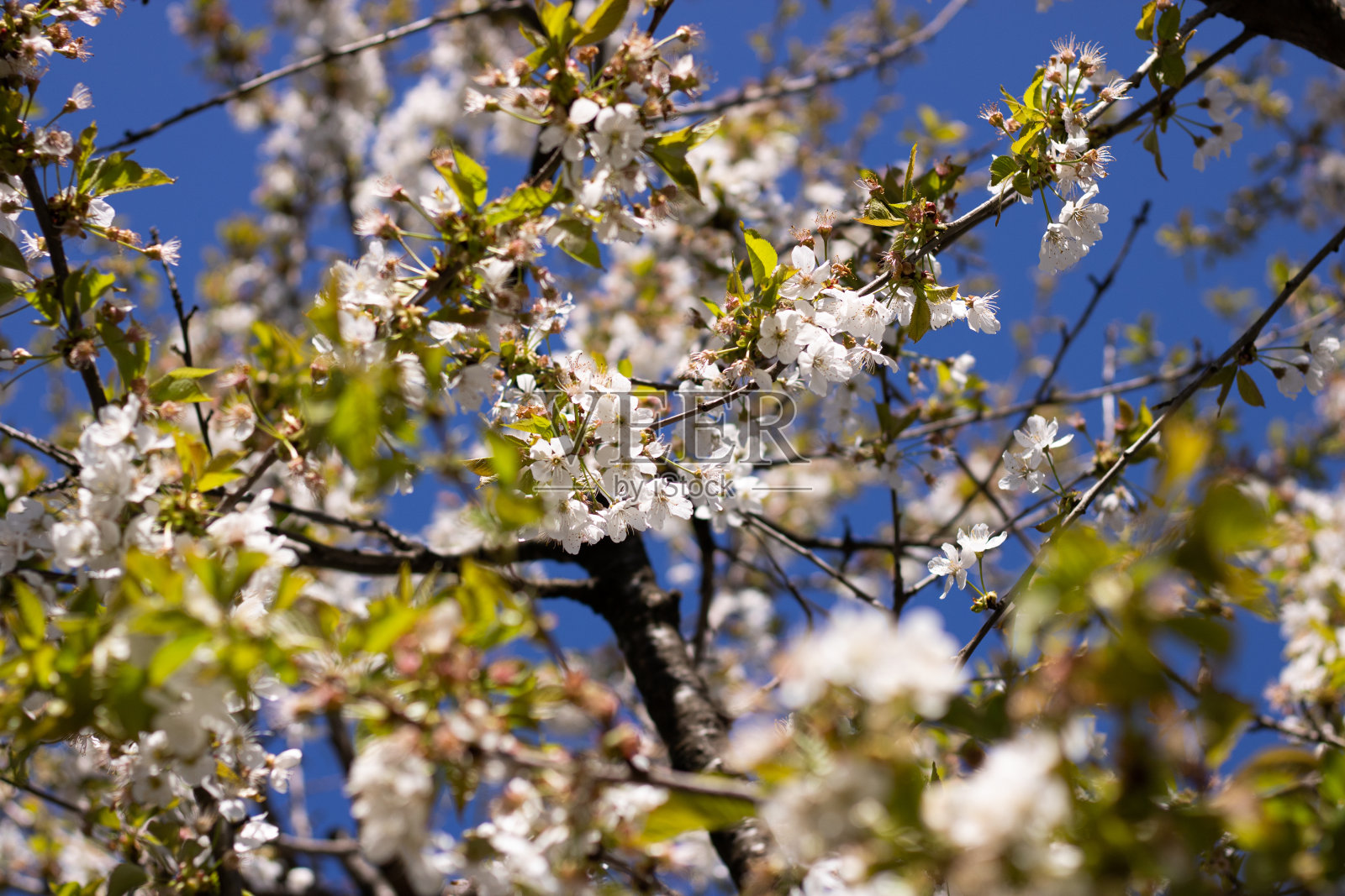 开花的樱桃树，白色的花和绿色的叶子照片摄影图片