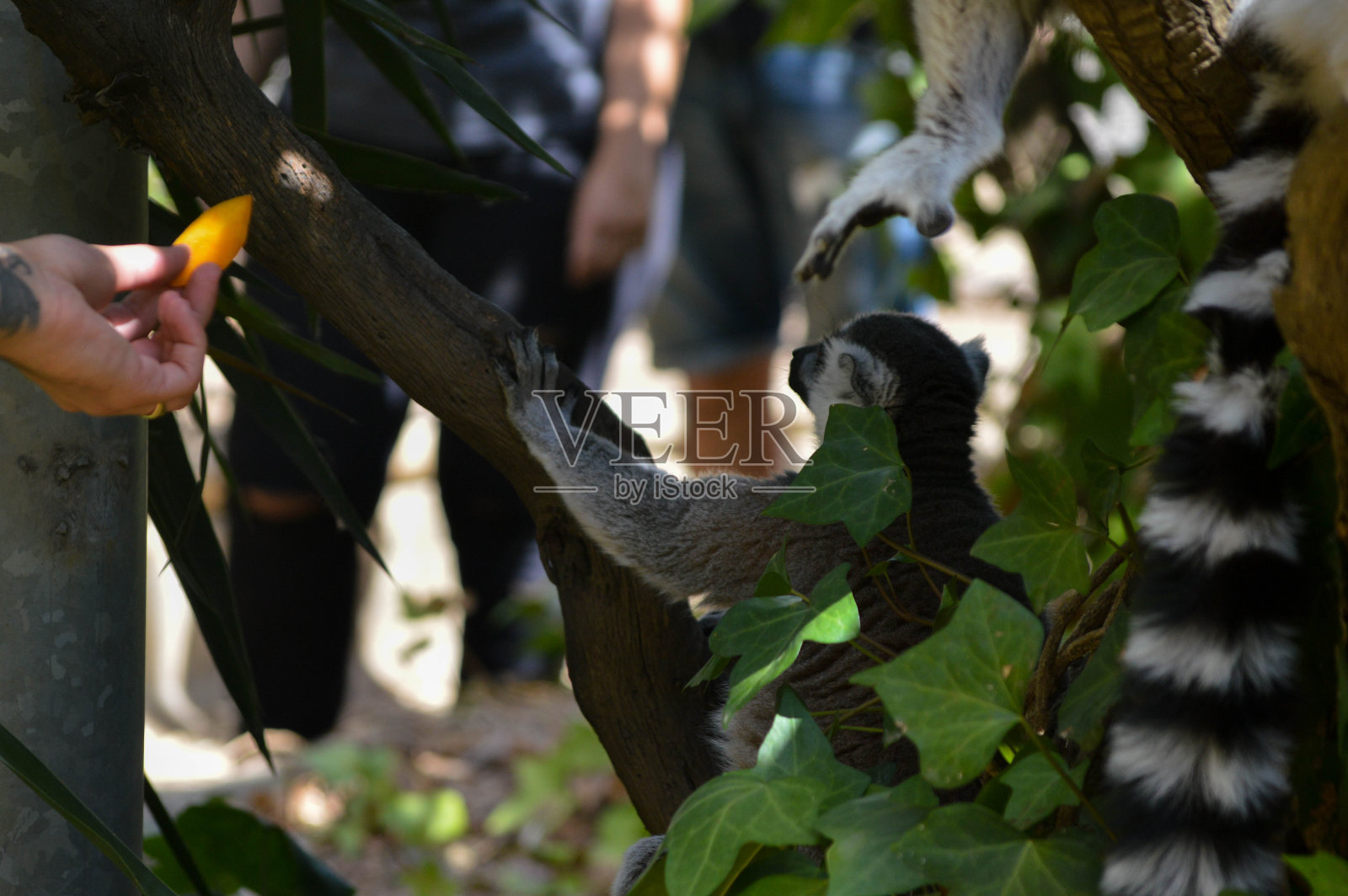 给狐猴递食物的手照片摄影图片