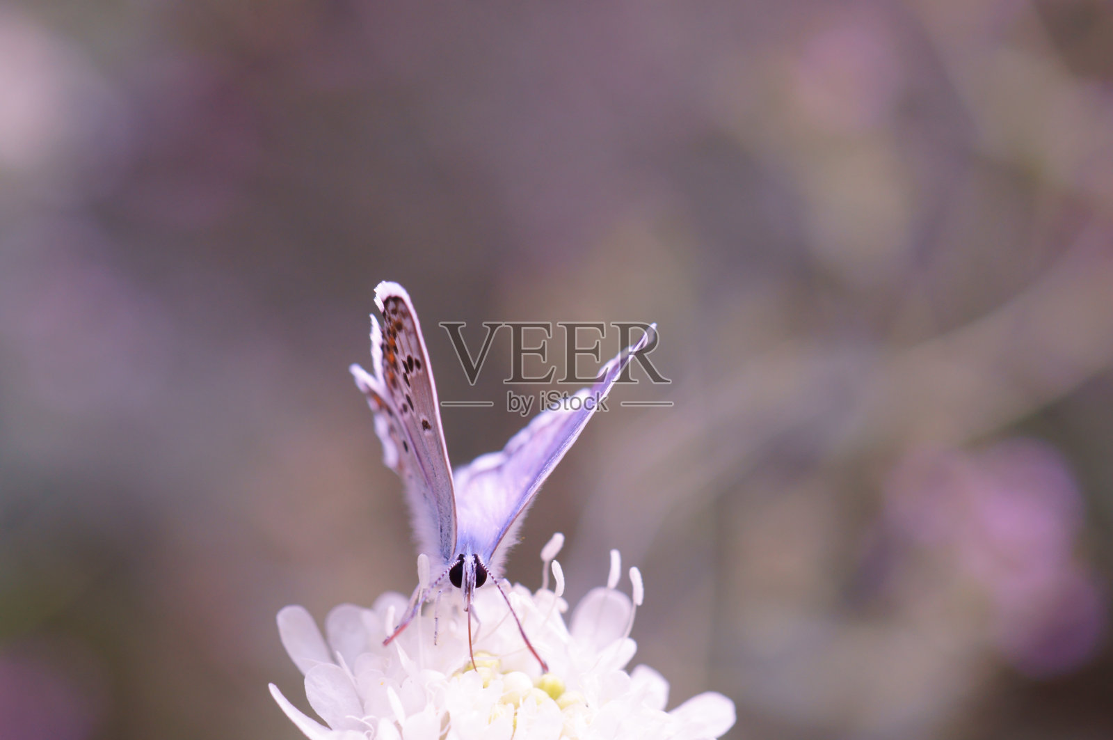 一只小蝴蝶在明亮的色彩背景上。昆虫在野花。照片摄影图片