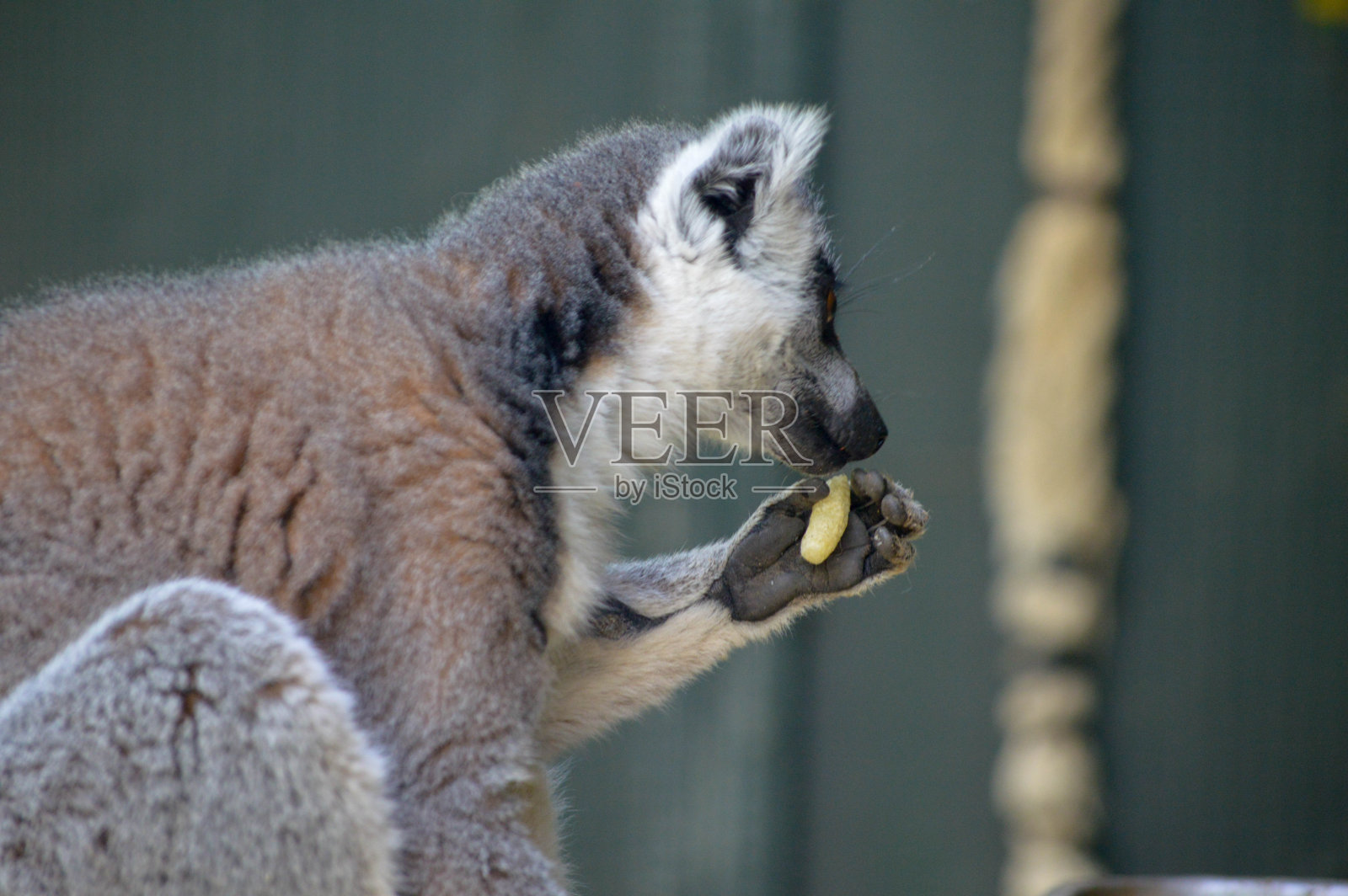 狐猴吃照片摄影图片