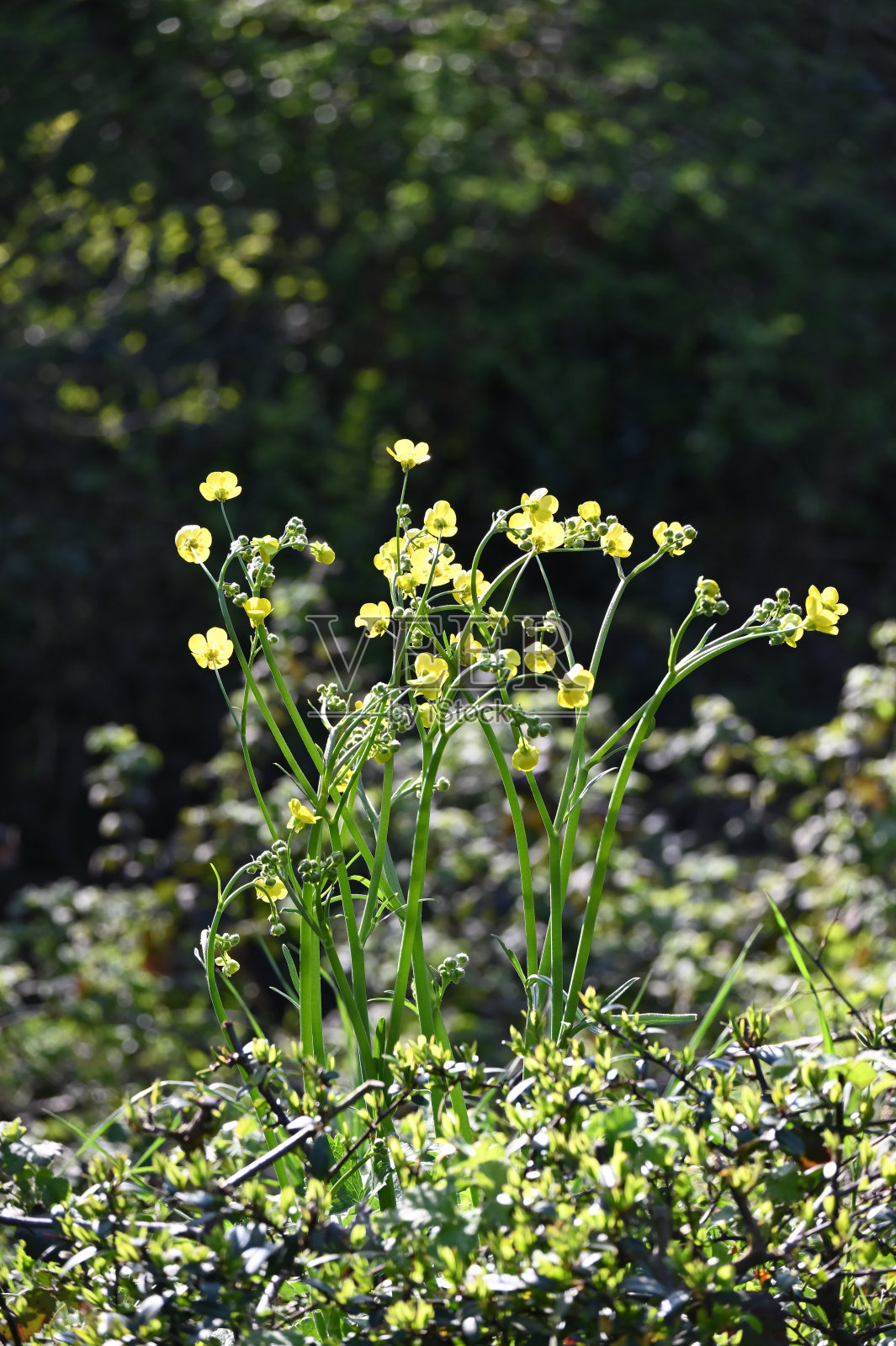 毛茛属植物velutinus 10。本种被接受，它的原产于南欧到土耳其西部照片摄影图片