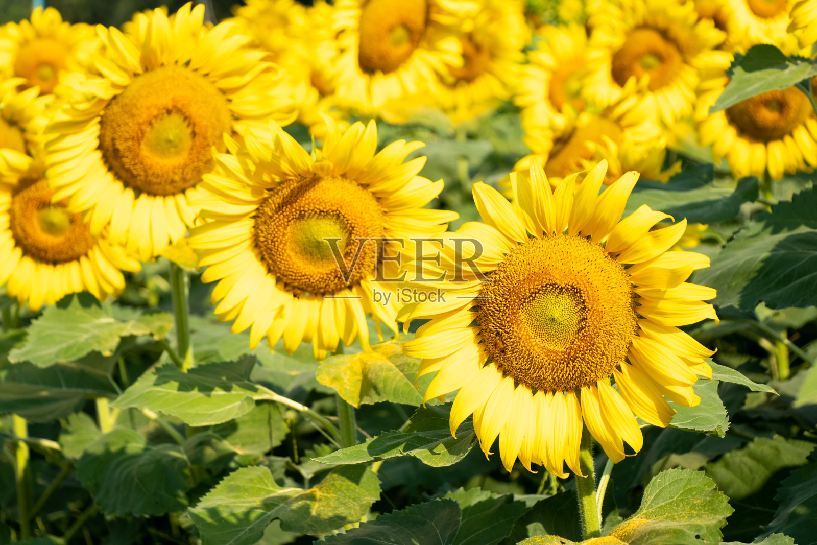 美丽的黄色向日葵在农业农场的背景照片摄影图片