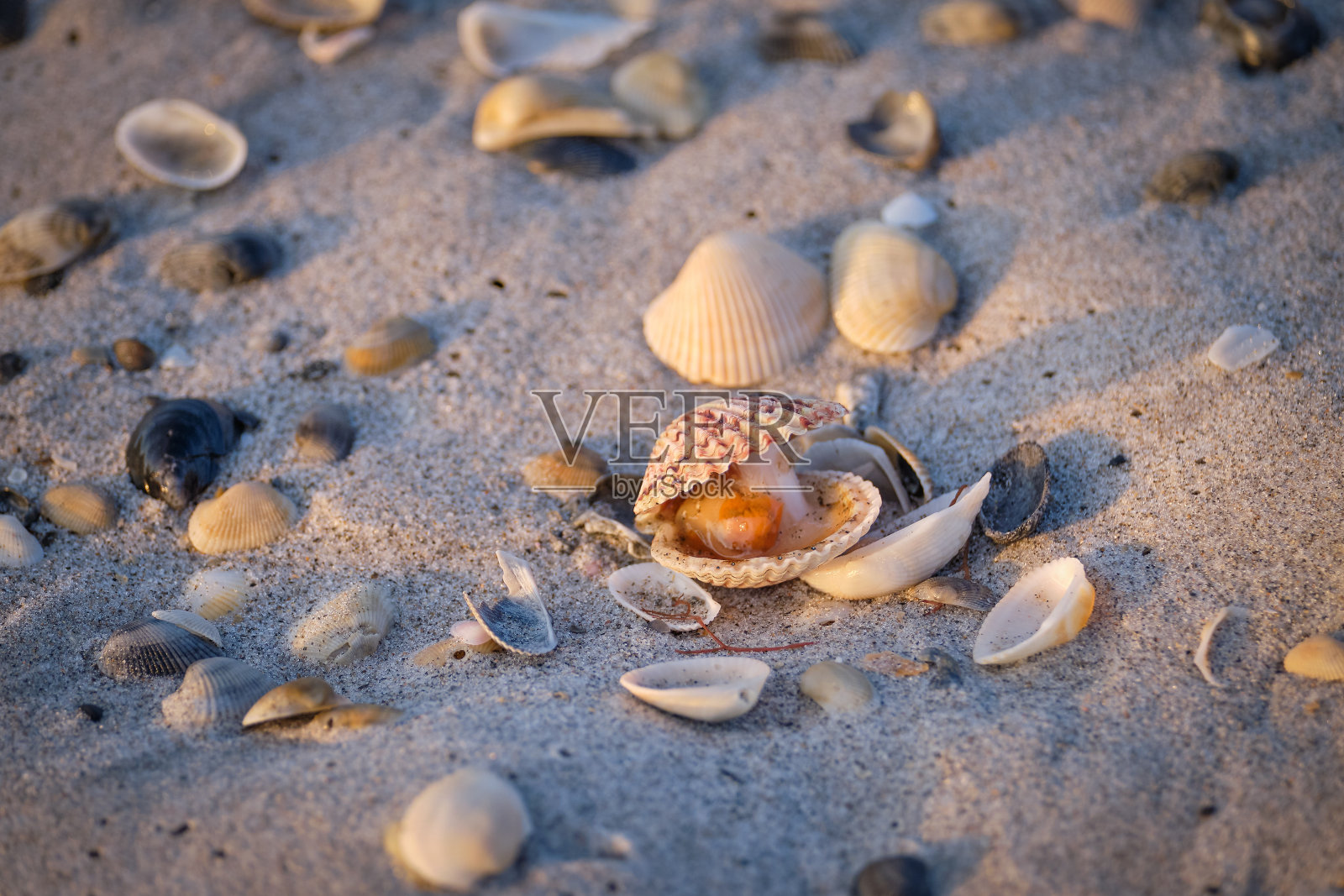 印花棉布的扇贝照片摄影图片