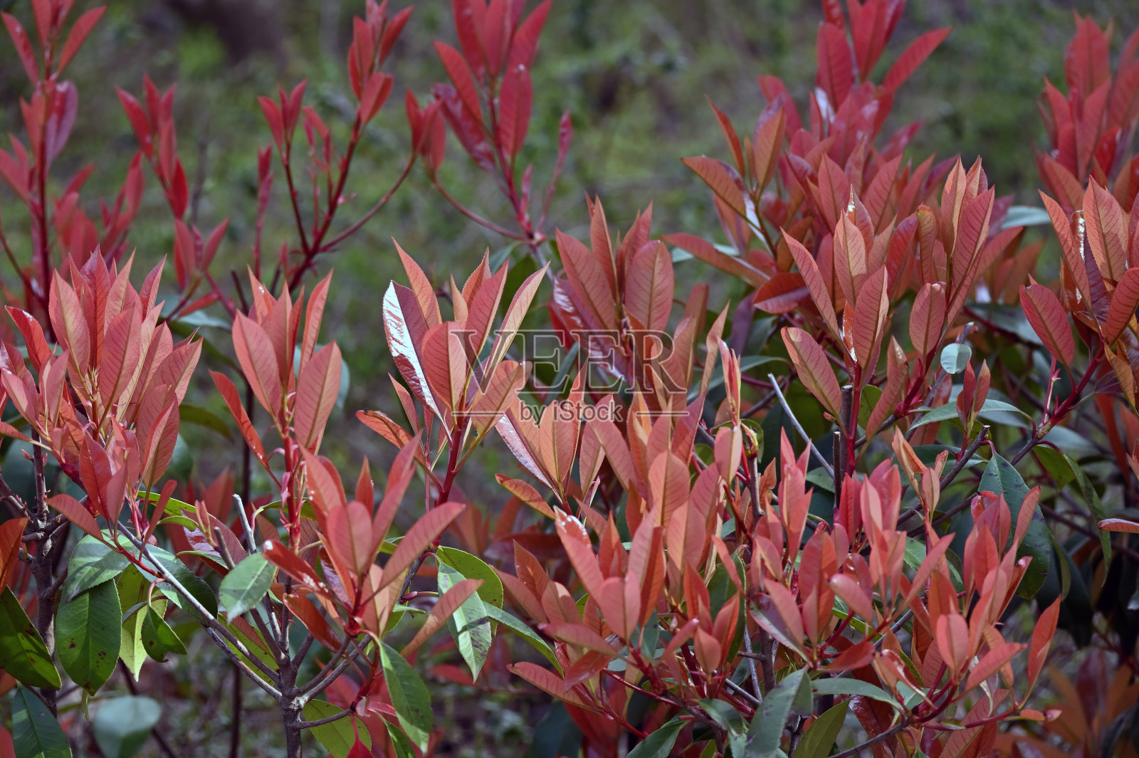 Photinia glabra树叶照片摄影图片