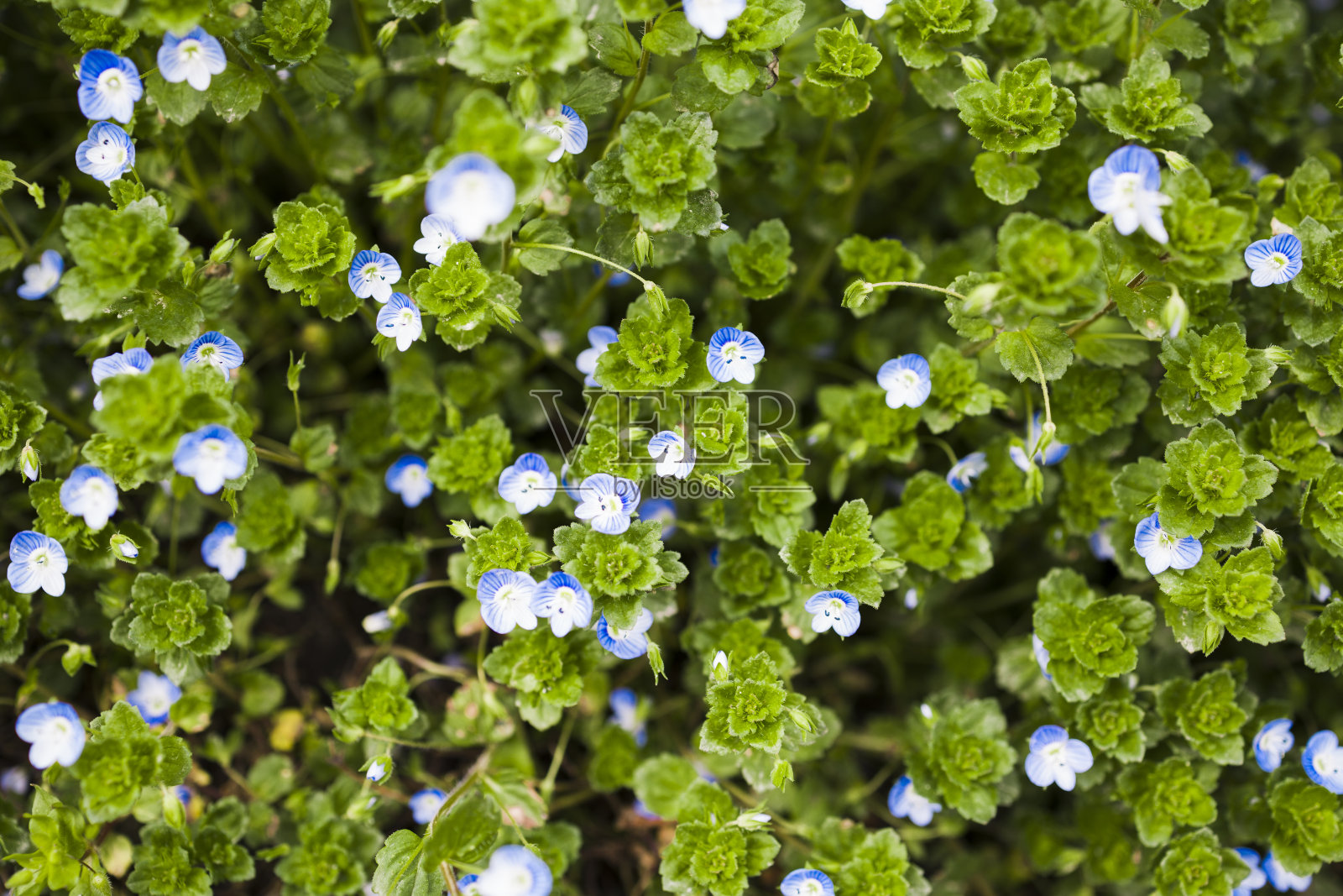 地毯的nemoophila或淡蓝色眼睛花。选择性聚焦，俯视图。自然背景照片摄影图片