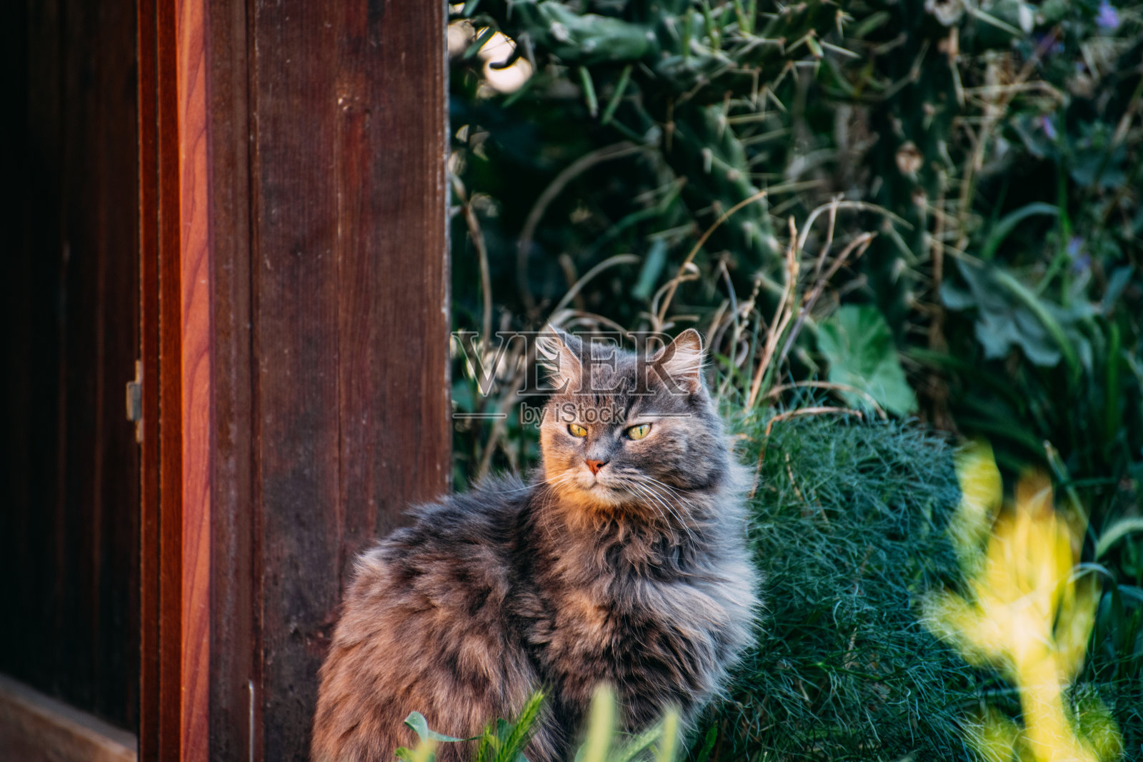 花园里的猫照片摄影图片