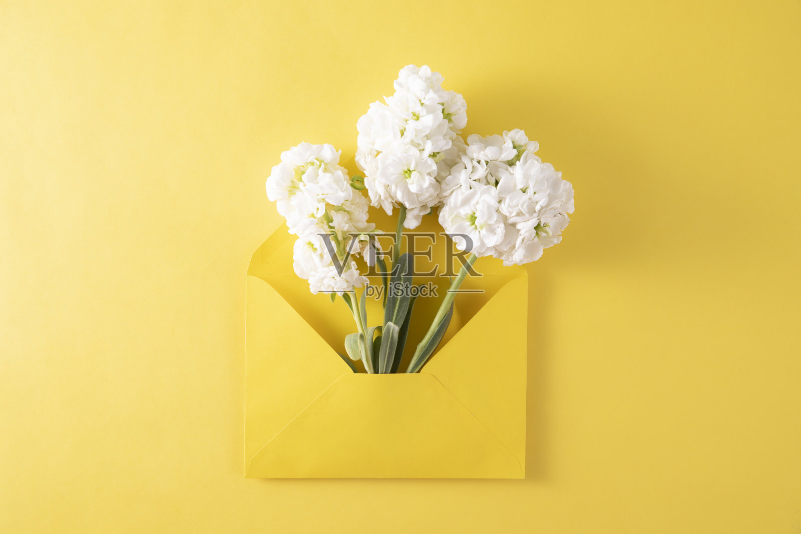 黄色信封里的白花照片摄影图片