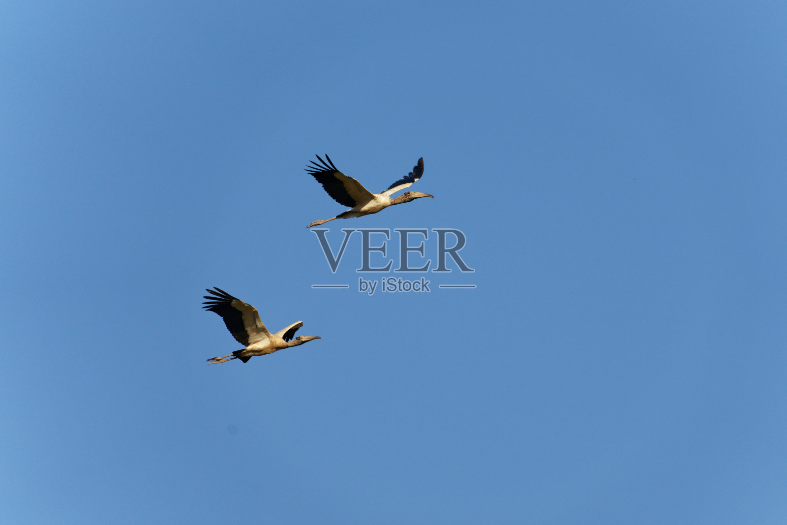 木头鹳照片摄影图片