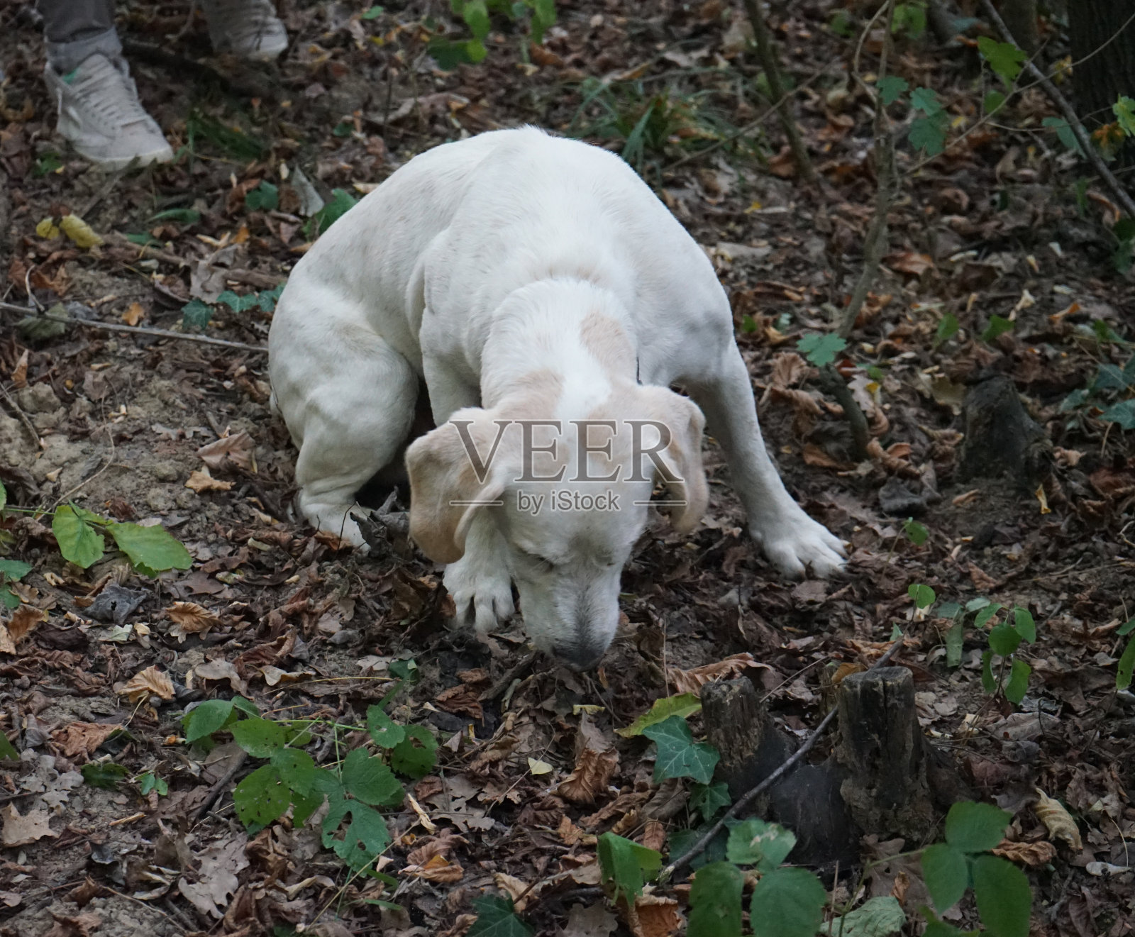 朗河的松露狗照片摄影图片