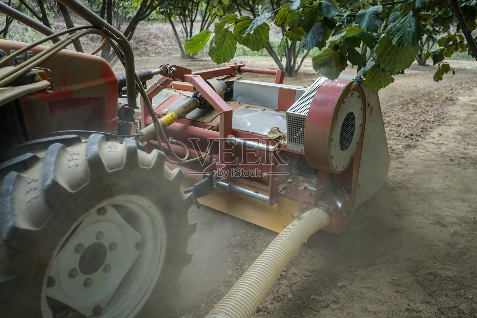 榛子的集合照片摄影图片