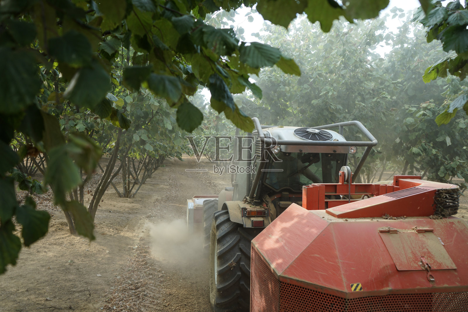 榛子的集合照片摄影图片