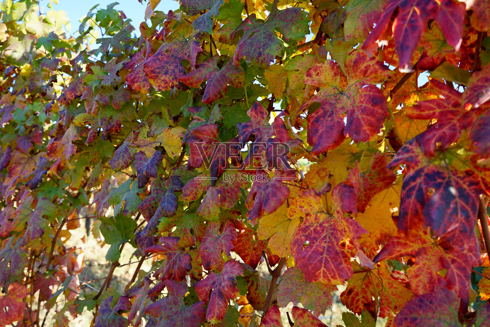 朗格葡萄树叶照片摄影图片
