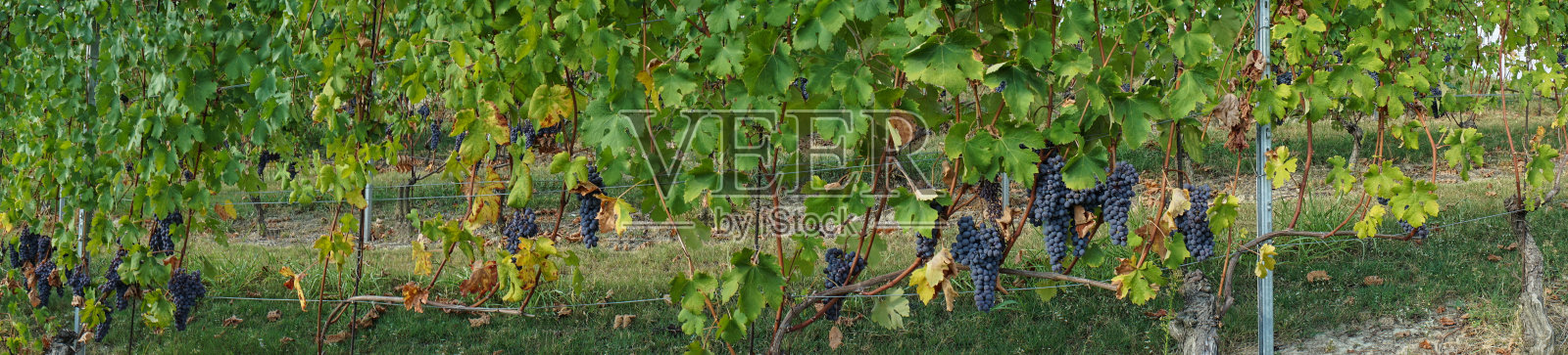 葡萄和葡萄园照片摄影图片