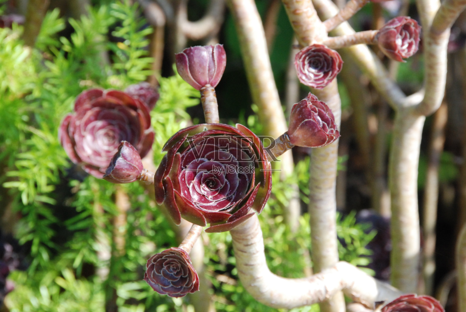 木犀草属植物照片摄影图片